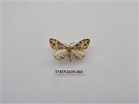 藏品(尺蛾162)的圖片